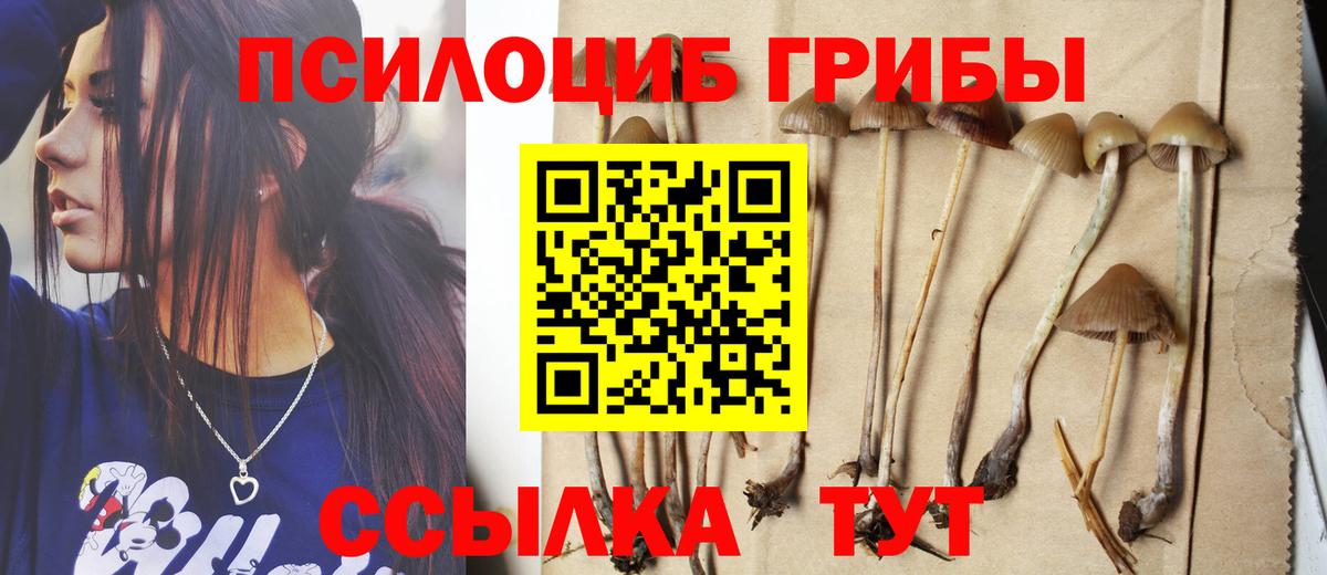 Галлюциногенные грибы Psilocybe Красногорск